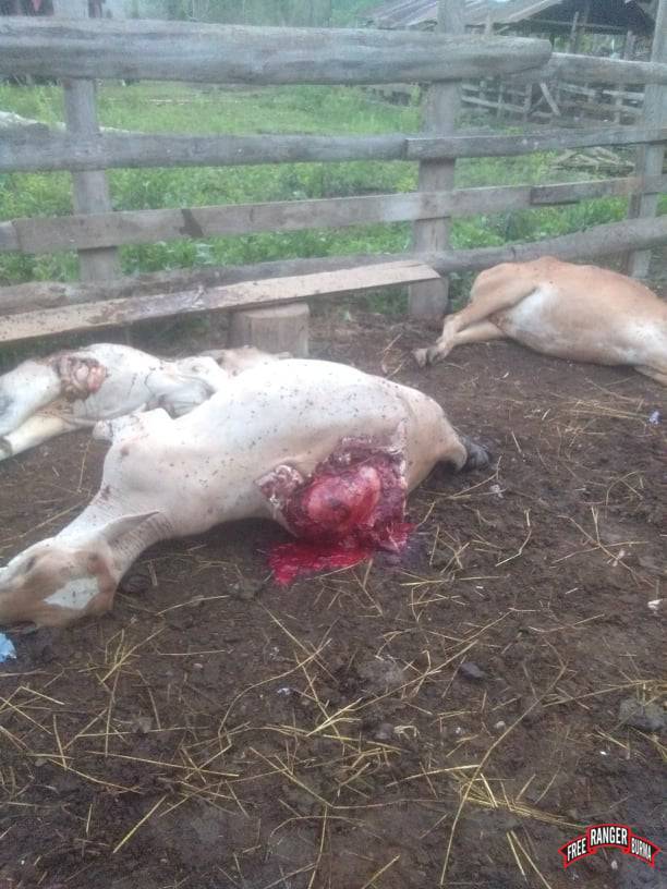 A young woman killed in an early morning air attack that destroyed homes and killed livestock as well.