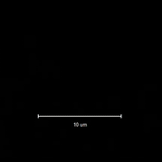 P93.gif