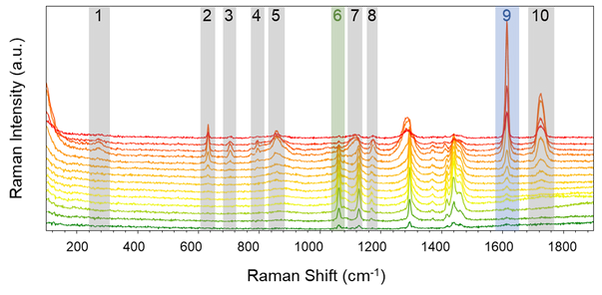 Confocal Laser Scanning (5).png