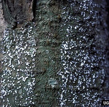 Balsam_woolly_adelgid.jpg
