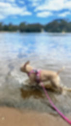 Close-up view of a French Bulldog sitting happily on a grassy field
