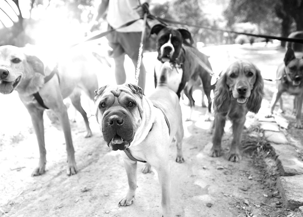 Walking Multiple Dogs