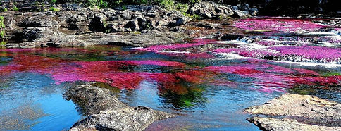 Caño_cristales.jpeg
