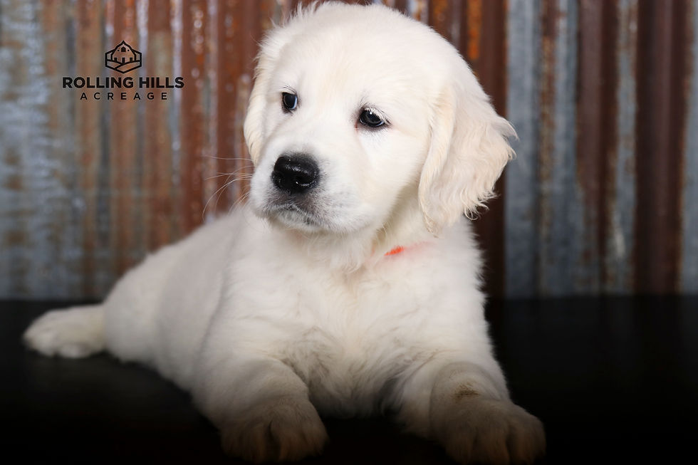 Mr. Orange - 7 Weeks Old