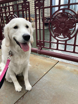 Sydney, 10 months old