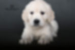 Miss Pink - 6 Weeks Old