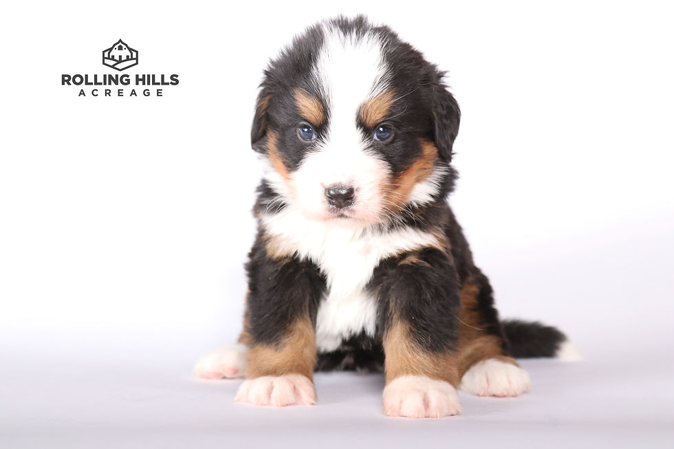 Miss Green - 5 Weeks Old
