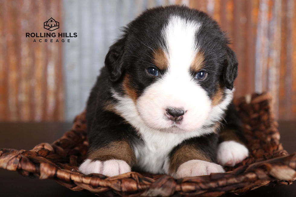 Miss Green, 3 weeks old