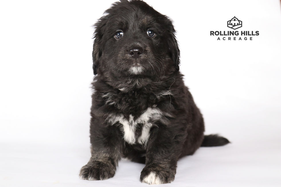 Miss Red - 6 Weeks Old