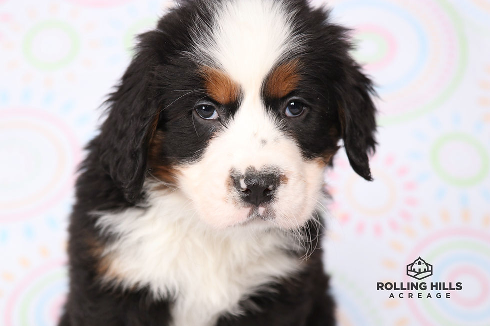 Mr. Blue - 7 Weeks Old