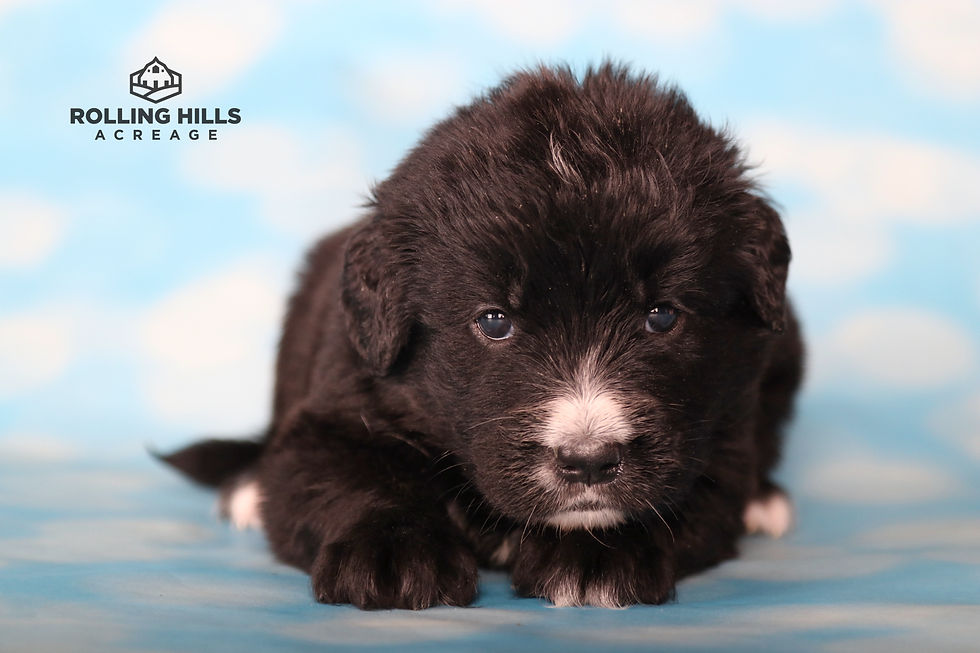Miss Green - 4 Weeks Old