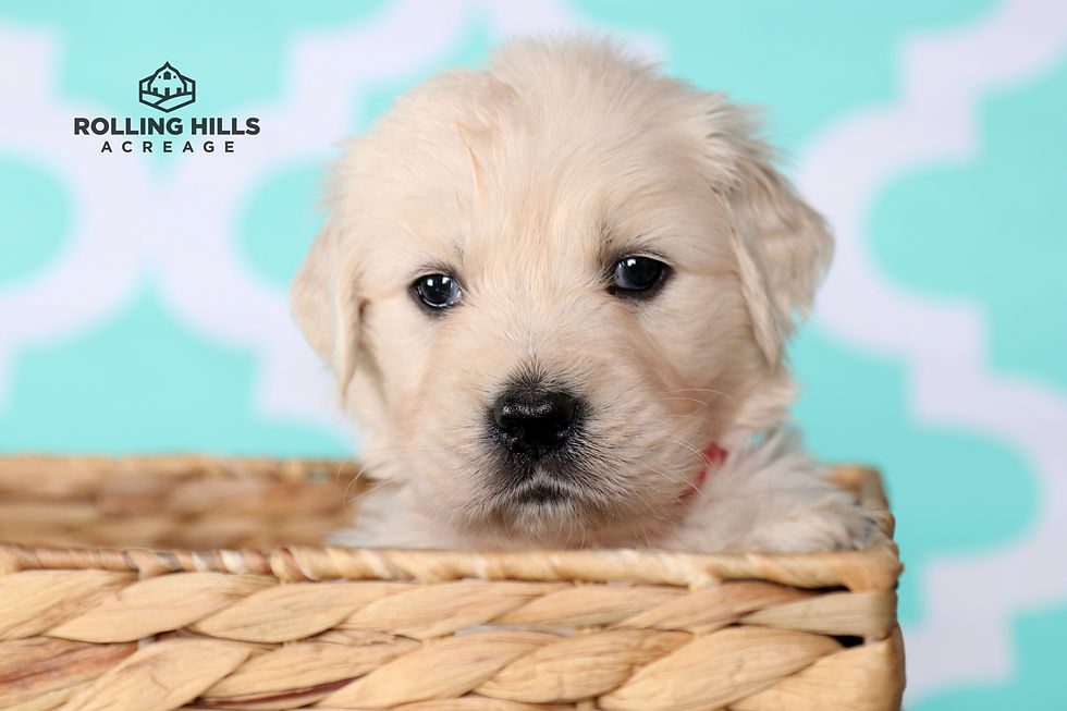 Miss Red - 5 Weeks Old