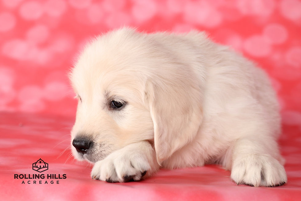 Mr. Green - 7 Weeks Old