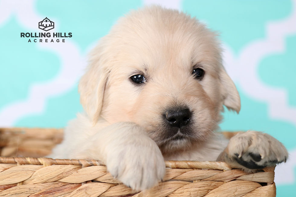 Mr. Green - 5 Weeks Old