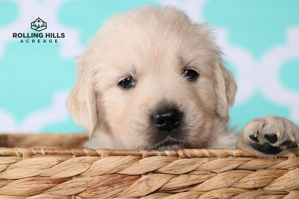 Mr. Tan - 5 Weeks Old