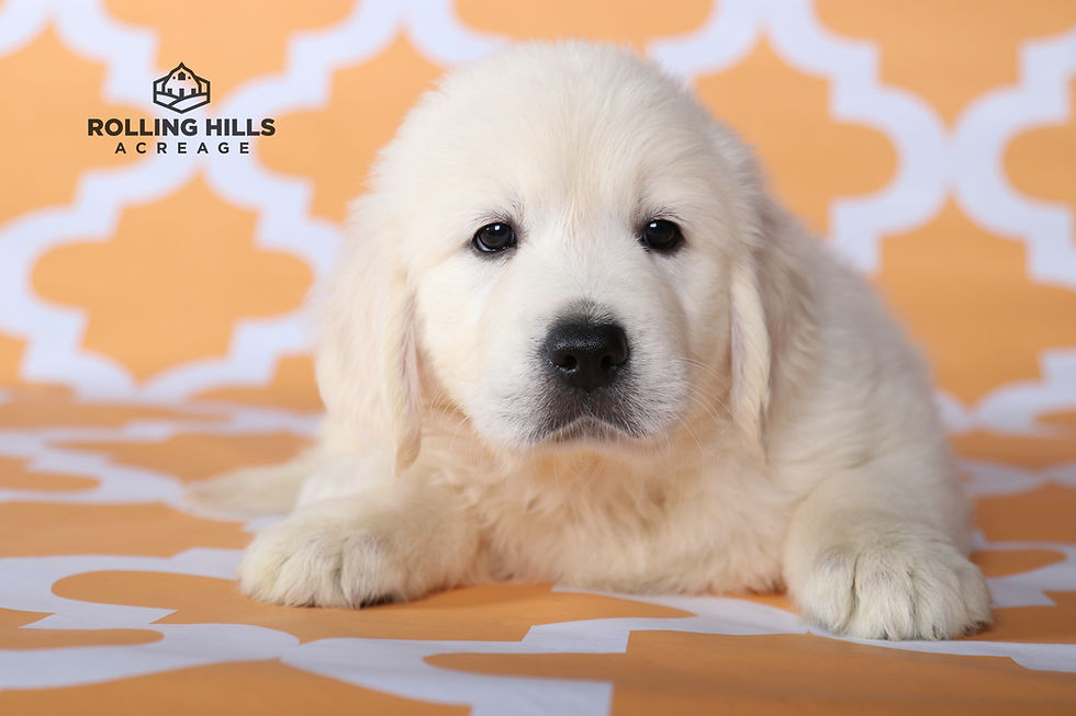 Miss Pink- 7 Weeks Old