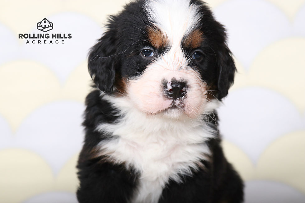 Mr. Blue - 6 Weeks Old