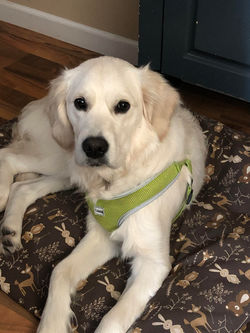 Franny, 10 months old