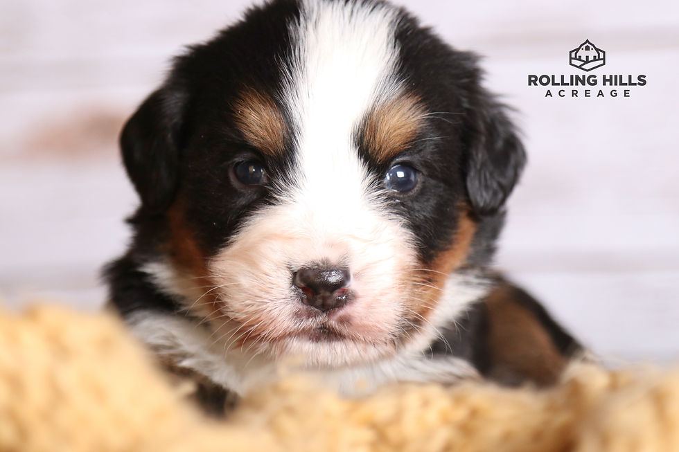 Miss Green - 4 Weeks Old
