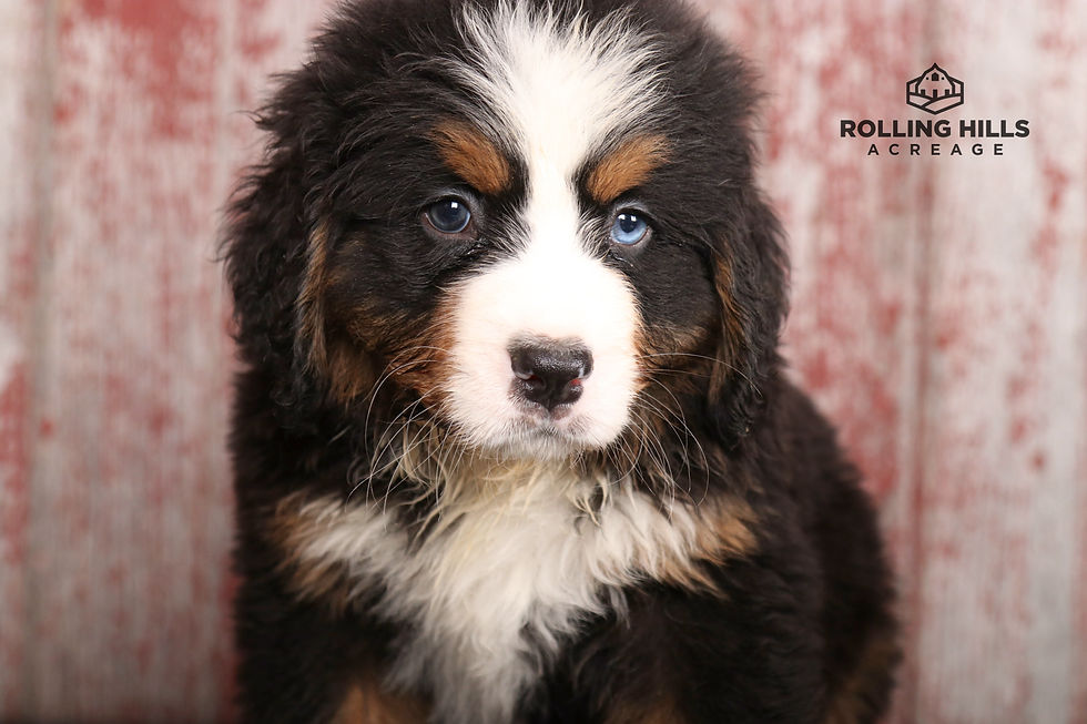 Miss Yellow, 7 weeks old