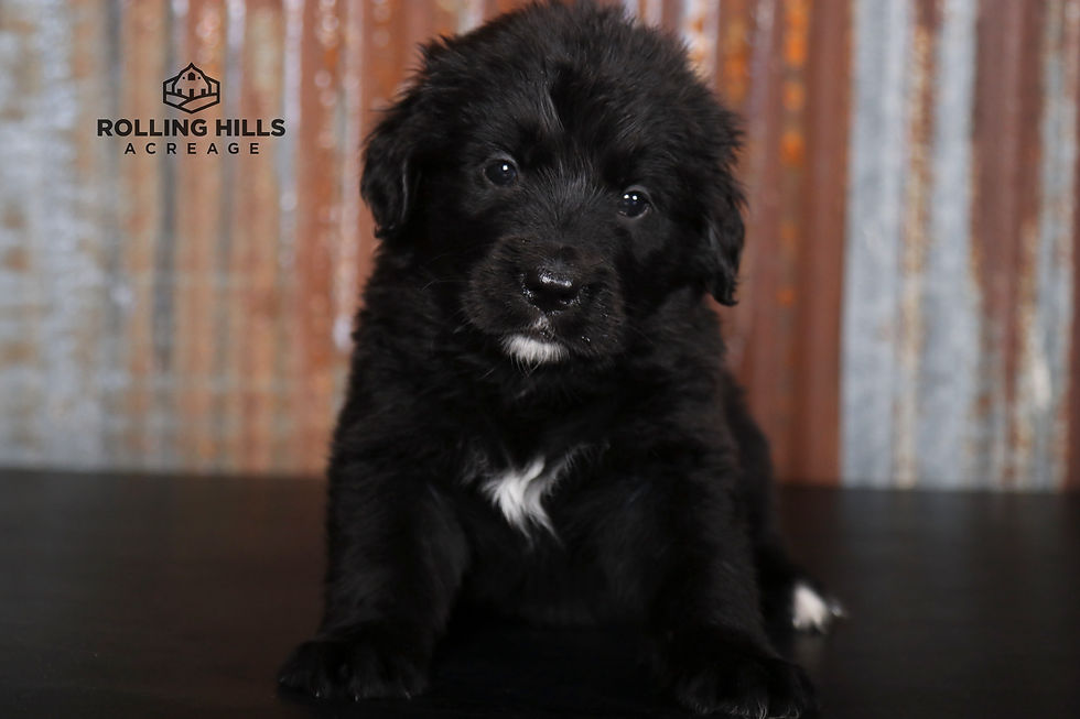 Miss Aqua - 5 Weeks Old