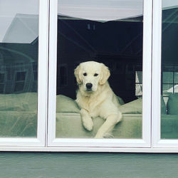 Gracie, 11 months old