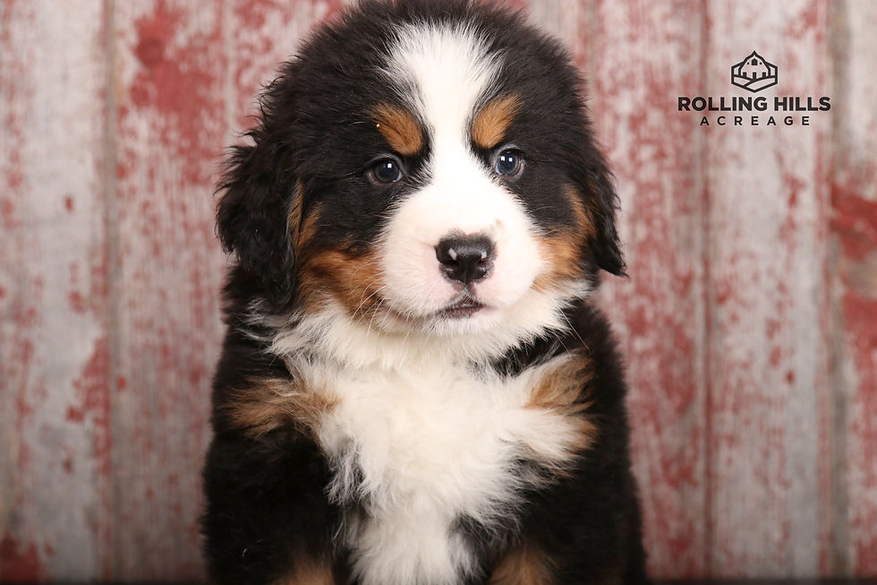 Miss Orange, 7 weeks old