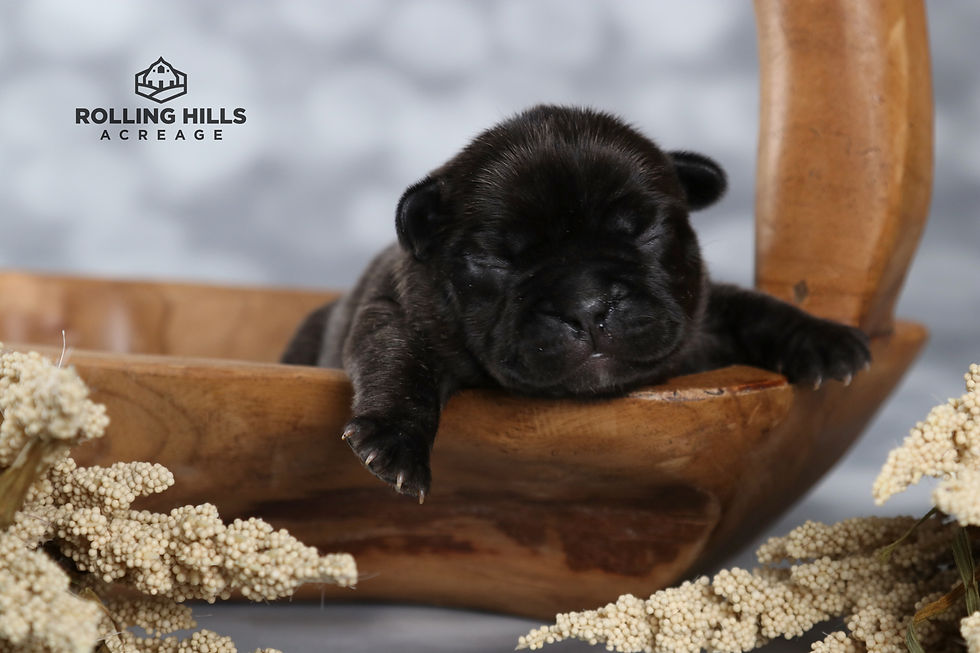 Poppy - 1 Week Old