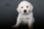 Mr. Maroon - 6 Weeks Old