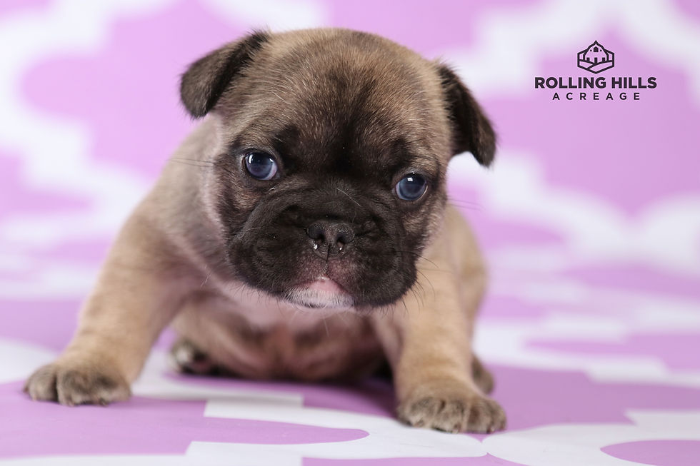Holland's Bud - 4 Weeks Old