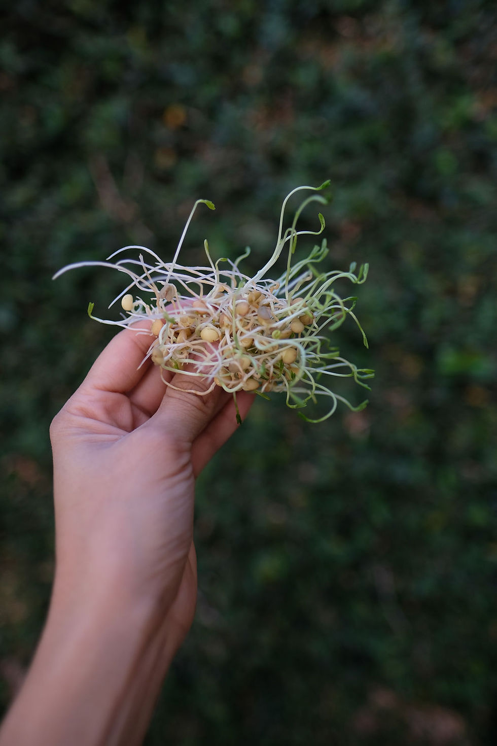 Miniatura: Germinadores