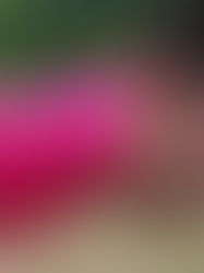 Licença parental complementar e licença para assistência a filho