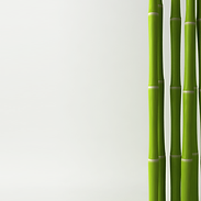 Bamboo