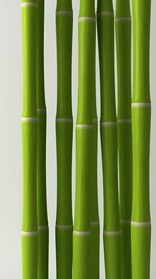 Bamboo 