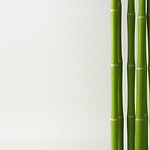 Bamboo