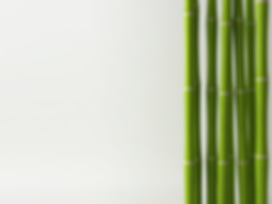 Bamboo