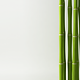 Green Bamboo Stalks