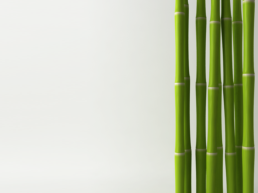 Bamboo