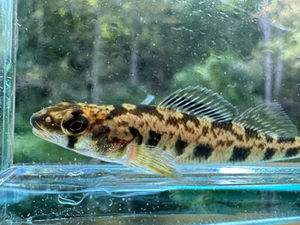 Shield Darter