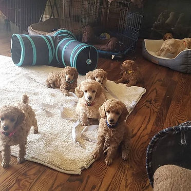 Puppies are 7 weeks old..jpg