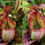 Thumbnail: Nepenthes Veitchii with flared peristome, vibrant colors, and fascinating hairy variation for a mesmerizing look