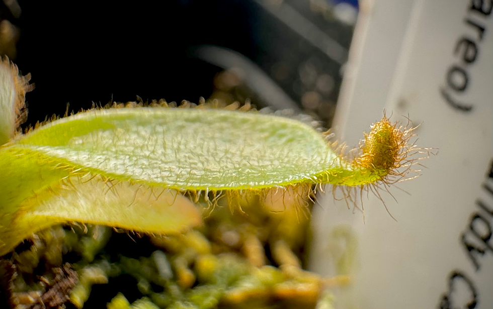 Thumbnail: Nepenthes Veitchii with flared peristome, vibrant colors, and fascinating hairy variation for a mesmerizing look
