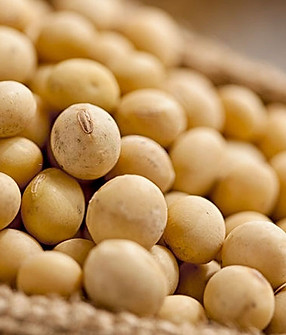 soybeancom.jpg