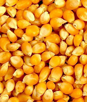 corn-1.jpg