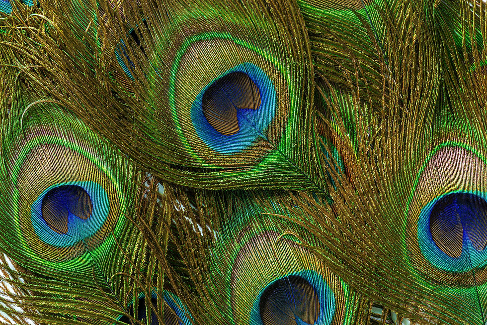 Close-up of peacock feathers,Peacock macro feathers. Blue green glowing surface nature tex