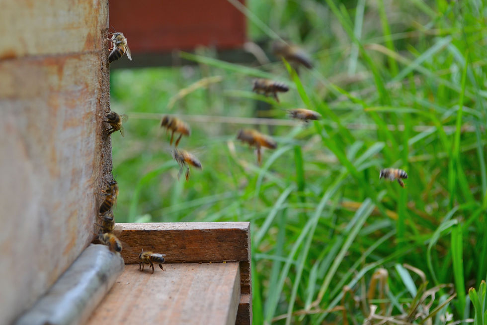 abejas trabajando