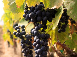 The Wines of the Veneto Region: the old viticulture traditions