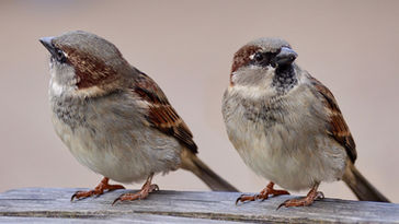 Sparrowfarts