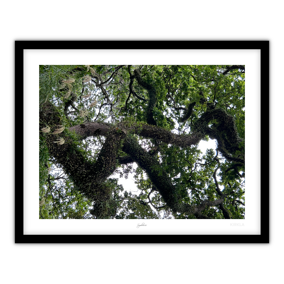 Symbiosis Art Print Framed