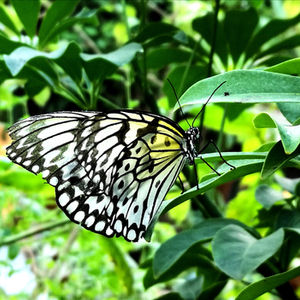 Butterfly World